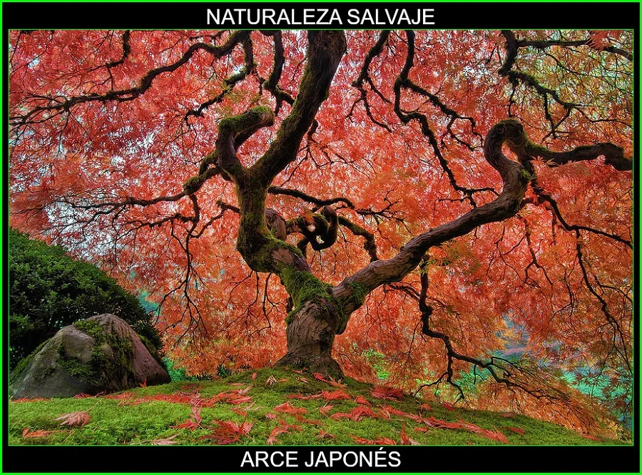 Acer palmatum, arce japonés palmeado, arce polimorfo, arce palmado japonés, arce japonés plantas, naturaleza salvaje 2.
