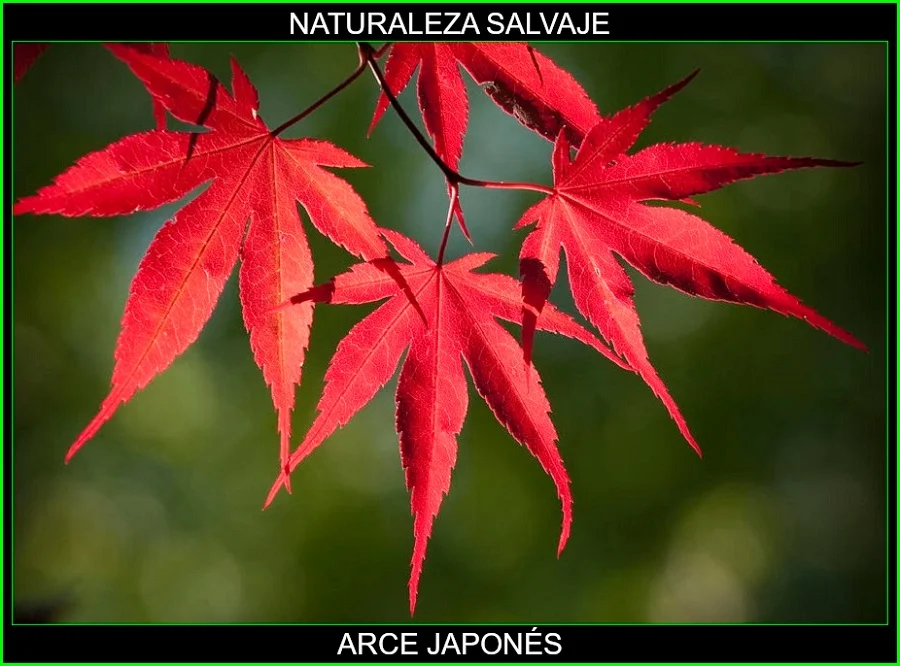 Acer palmatum, arce japonés palmeado, arce polimorfo, arce palmado japonés, arce japonés plantas, naturaleza salvaje 5.