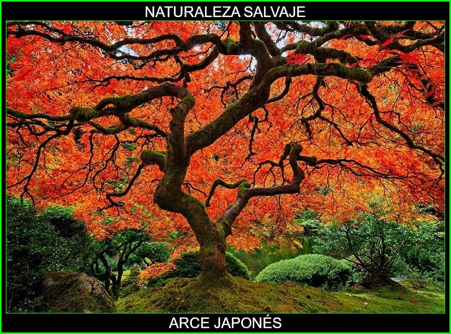 Acer palmatum, arce japonés palmeado, arce polimorfo, arce palmado japonés, arce japonés plantas, naturaleza salvaje 6.