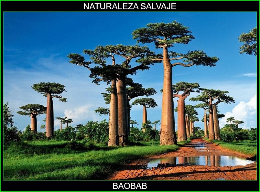 Adansonias, Baobab, Pan de primate, árbol de botella, naturaleza salvaje 1