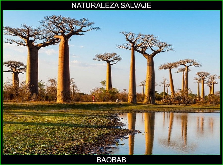 Adansonias, Baobab, Pan de primate, árbol de botella, naturaleza salvaje 2