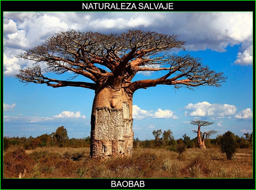 Adansonias, Baobab, Pan de primate, árbol de botella, naturaleza salvaje 3