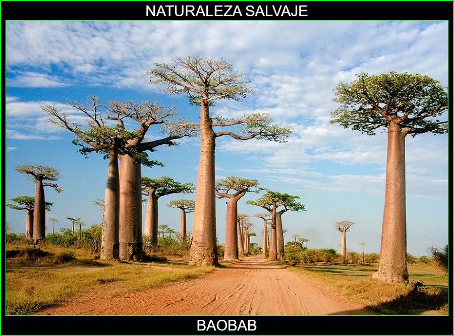 Adansonias, Baobab, Pan de primate, árbol de botella, naturaleza salvaje 4