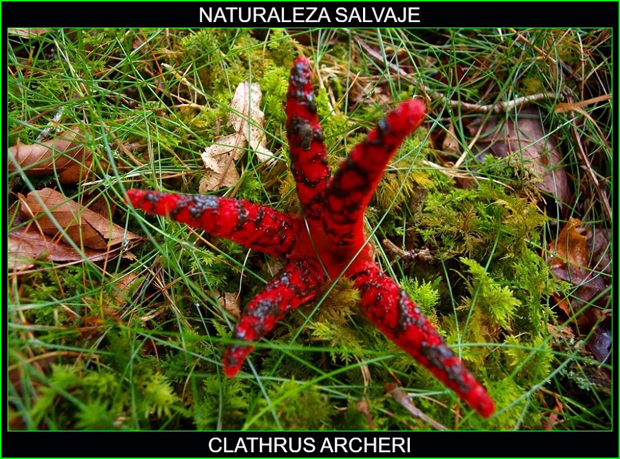 Clathrus archeri, mano del diablo, estrella roja, hongos, plantas, naturaleza salvaje 1.