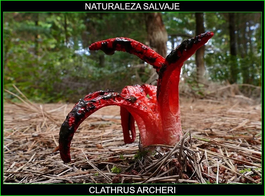 Clathrus archeri, mano del diablo, estrella roja, hongos, plantas, naturaleza salvaje 2