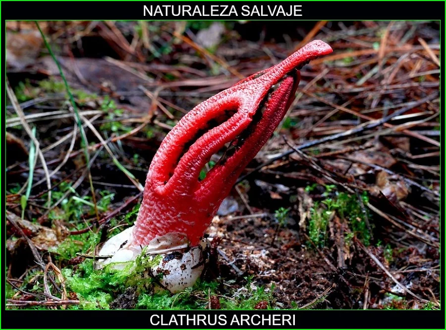 Clathrus archeri, mano del diablo, estrella roja, hongos, plantas, naturaleza salvaje 3
