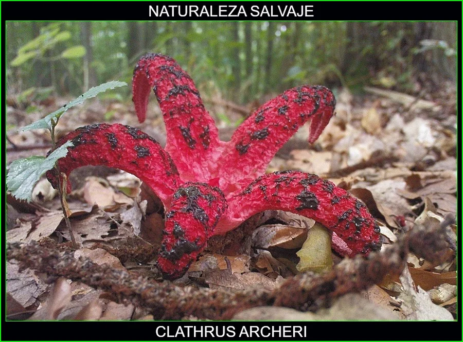 Clathrus archeri, mano del diablo, estrella roja, hongos, plantas, naturaleza salvaje 4