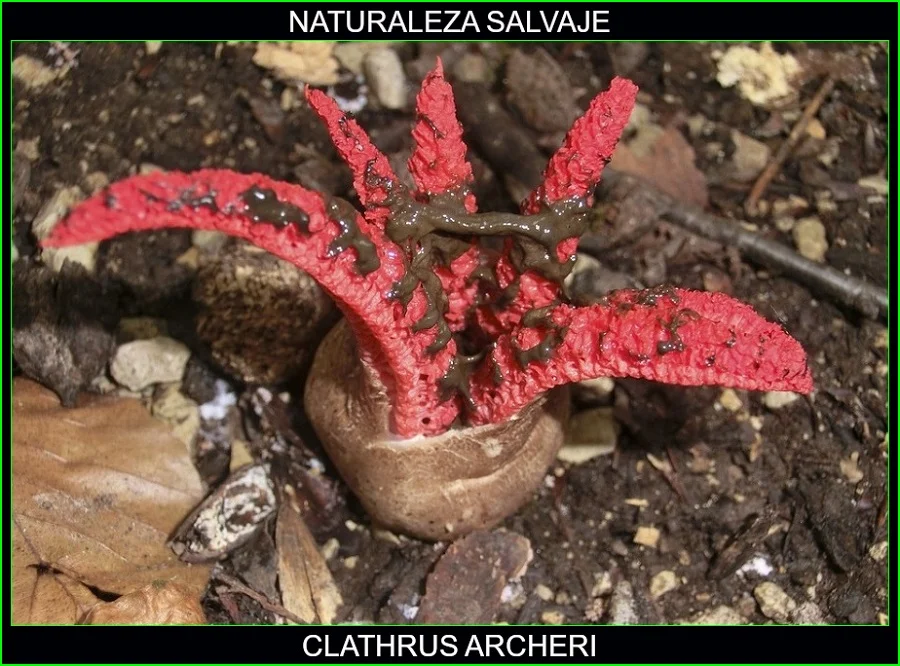 Clathrus archeri, mano del diablo, estrella roja, hongos, plantas, naturaleza salvaje 5