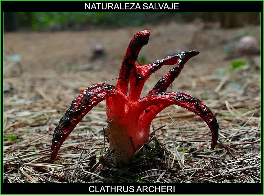Clathrus archeri, mano del diablo, estrella roja, hongos, plantas, naturaleza salvaje 6
