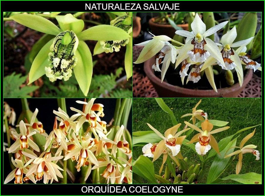 Orquídea Coelogyne, plantas de ornamentales, flores bonitas, Naturaleza salvaje 1.