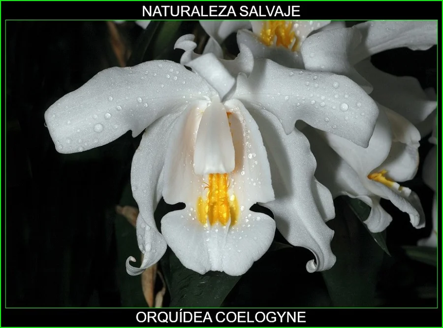 Orquídea Coelogyne, plantas de ornamentales, flores bonitas, Naturaleza salvaje 2