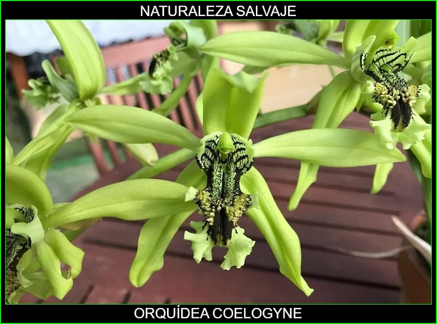 Orquídea Coelogyne, plantas de ornamentales, flores bonitas, Naturaleza salvaje 3