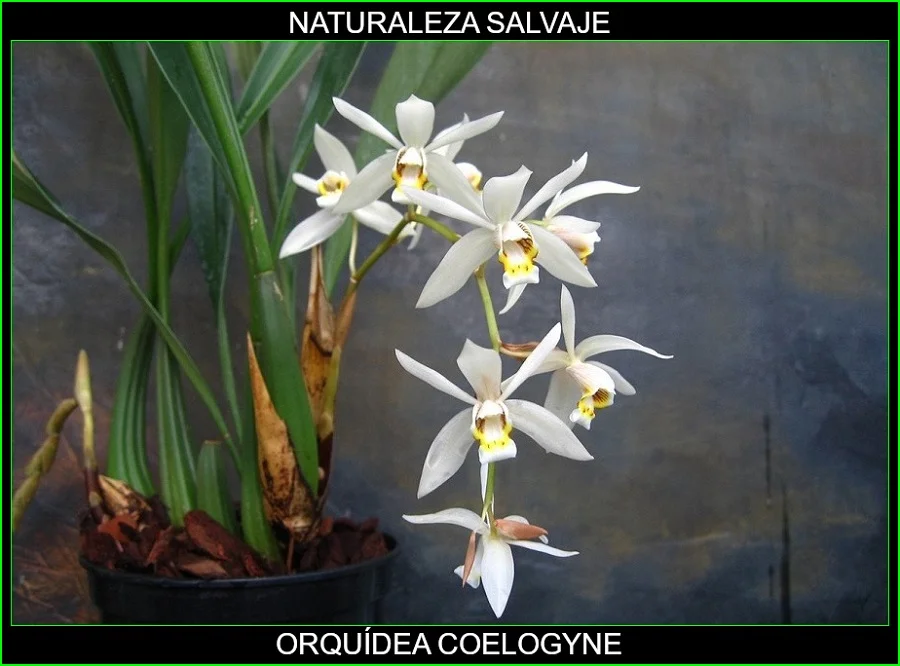 Orquídea Coelogyne, plantas de ornamentales, flores bonitas, Naturaleza salvaje 4