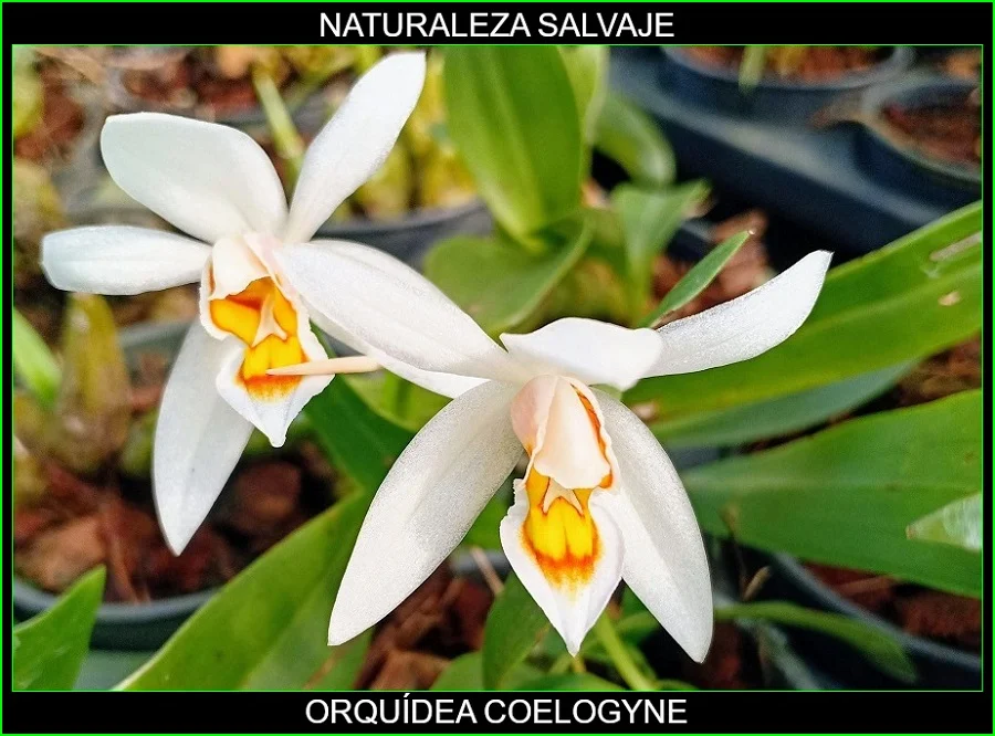 Orquídea Coelogyne, plantas de ornamentales, flores bonitas, Naturaleza salvaje 5