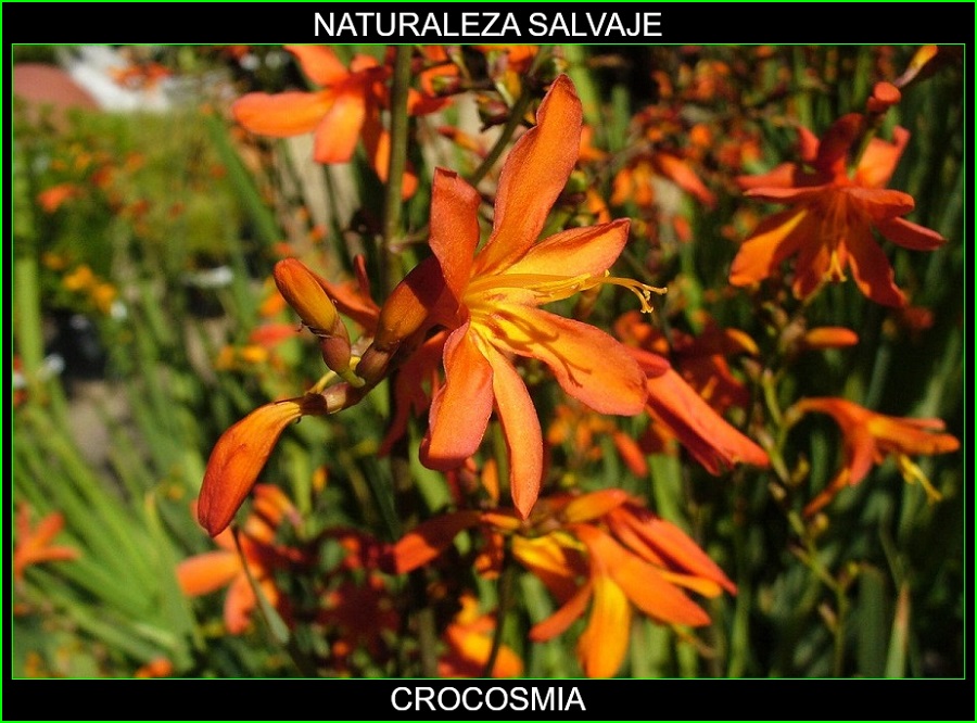 Crocosmia, Montbretia, Vara de San José, plantas, naturaleza salvaje 1