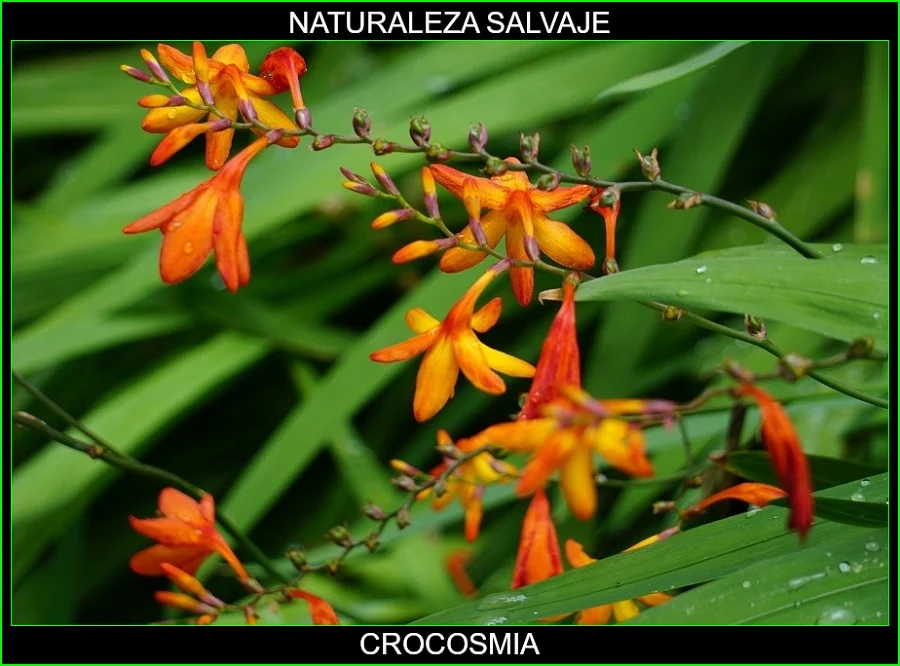 Crocosmia, Montbretia, Vara de San José, plantas, naturaleza salvaje 2