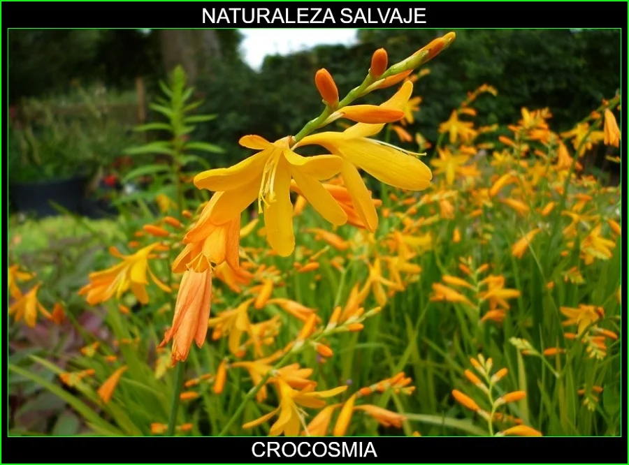 Crocosmia, Montbretia, Vara de San José, plantas, naturaleza salvaje 3