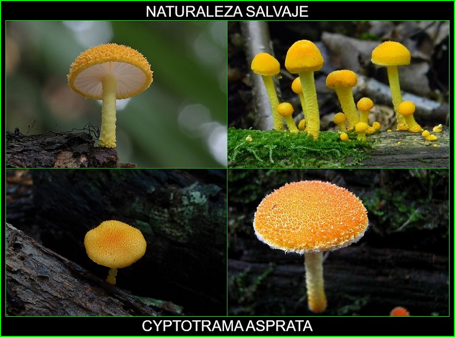 Cyptotrama asprata, Seta de oro andrajosa, Collybia de oro desaliñado, hongos, plantas, naturaleza salvaje 1.