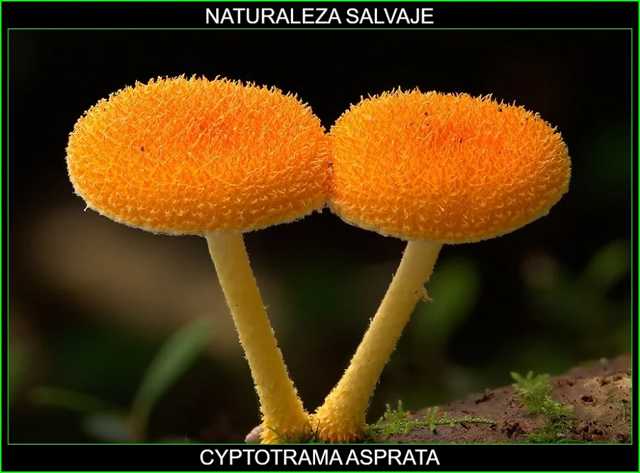 Cyptotrama asprata, Seta de oro andrajosa, Collybia de oro desaliñado, hongos, plantas, naturaleza salvaje 2.