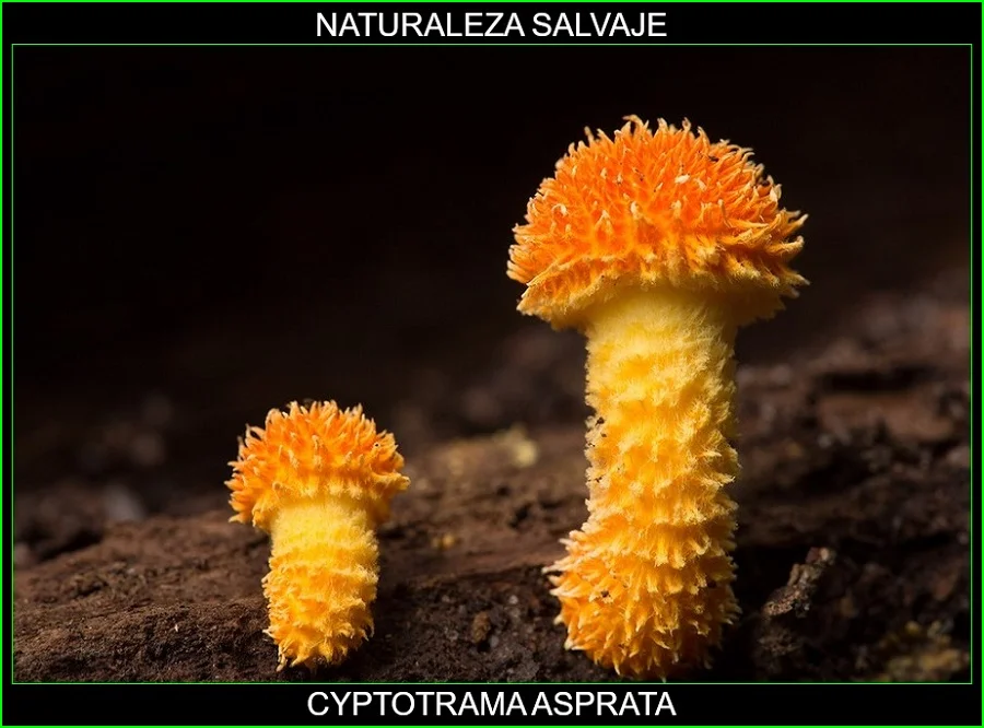 Cyptotrama asprata, Seta de oro andrajosa, Collybia de oro desaliñado, hongos, plantas, naturaleza salvaje 3.