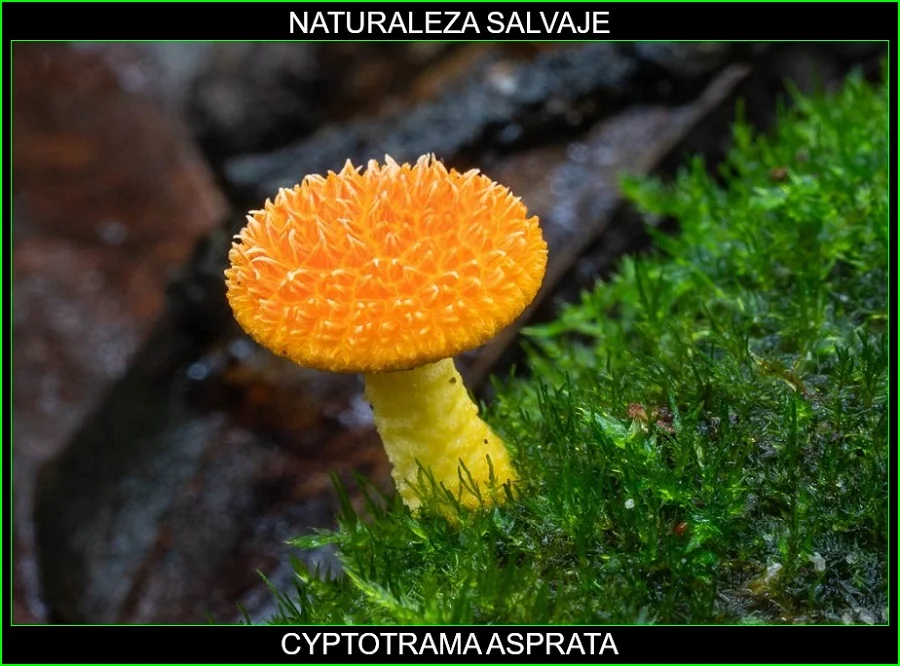 Cyptotrama asprata, Seta de oro andrajosa, Collybia de oro desaliñado, hongos, plantas, naturaleza salvaje 4.