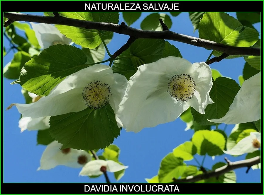 Davidia involucrata, Árbol de los pañuelos, Árbol de las palomas, Davidia, árboles, naturaleza salvaje 2