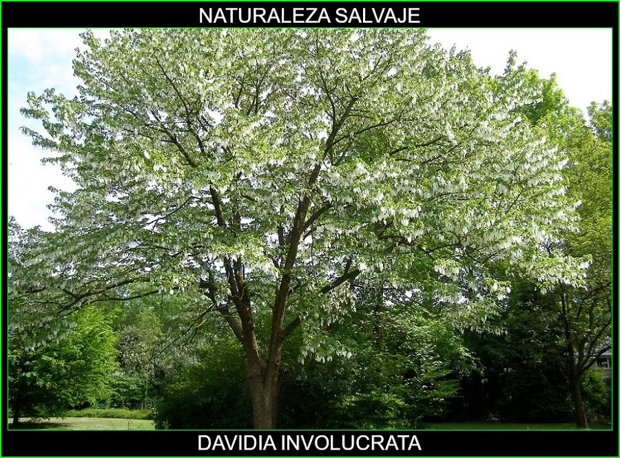 Davidia involucrata, Árbol de los pañuelos, Árbol de las palomas, Davidia, árboles, naturaleza salvaje 3