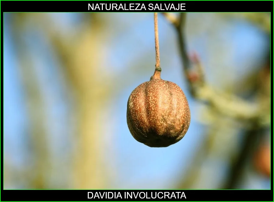 Davidia involucrata, Árbol de los pañuelos, Árbol de las palomas, Davidia, árboles, naturaleza salvaje 4