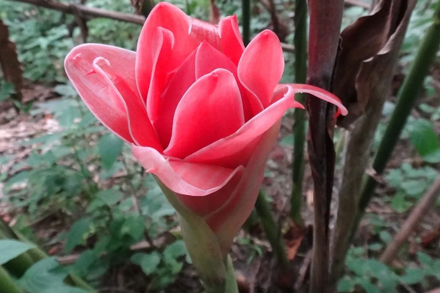 Etlingera elatior, Rosa de Porcelana, Flor de la Redención, Bastón del emperador, plantas hermosas, plantas ornamentales, naturaleza salvaje 3