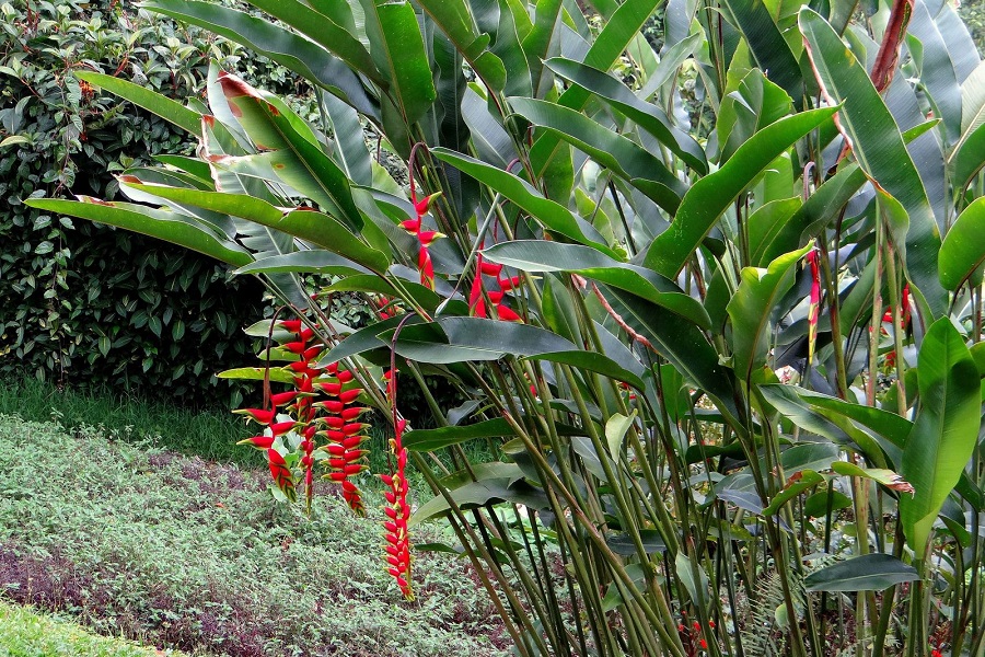 Heliconia rostrata, Pinzas de Langosta, plantas, naturaleza salvaje 1