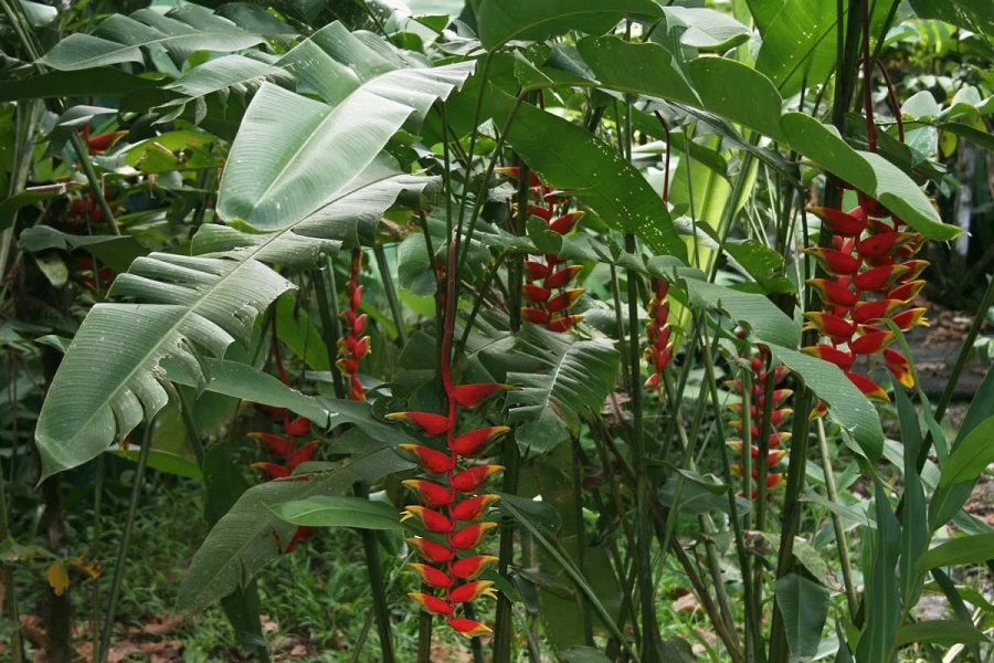 Heliconia rostrata, Pinzas de Langosta, plantas, naturaleza salvaje 2