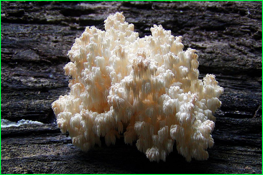 Hericium coralloides, hongo coral, Hidno coraloide y barba de cabra, hongos, plantas, naturaleza salvaje