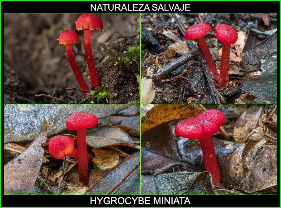 Hygrocybe miniata, Waxcap bermellón, Hygrophoraceae, Waxcap Hygrocybe, hongos, plantas, naturaleza salvaje 2.