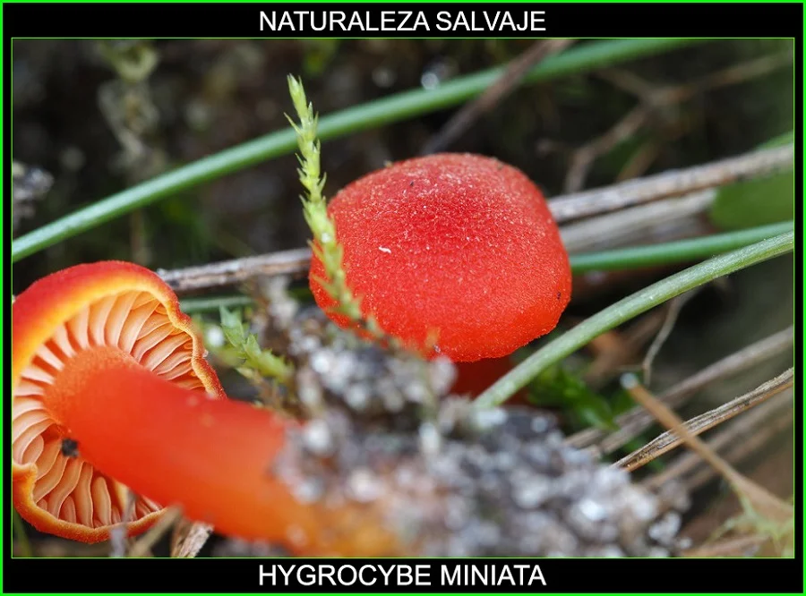 Hygrocybe miniata, Waxcap bermellón, Hygrophoraceae, Waxcap Hygrocybe, hongos, plantas, naturaleza salvaje 3.