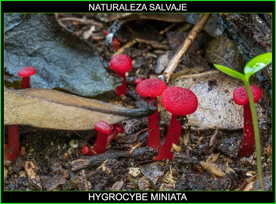 Hygrocybe miniata, Waxcap bermellón, Hygrophoraceae, Waxcap Hygrocybe, hongos, plantas, naturaleza salvaje 4.
