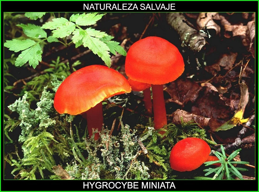Hygrocybe miniata, Waxcap bermellón, Hygrophoraceae, Waxcap Hygrocybe, hongos, plantas, naturaleza salvaje 5.