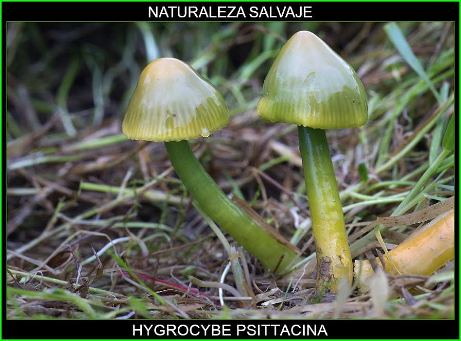 Hygrocybe psittacina, higróforo verde, seta loro, ezko berdeska hongos, plantas, naturaleza salvaje 1.
