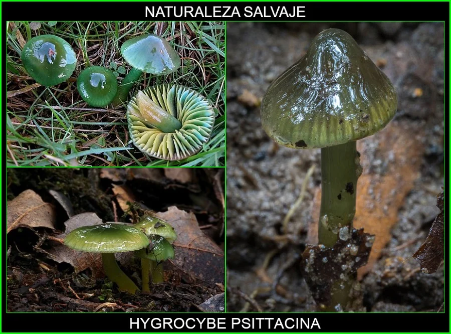 Hygrocybe psittacina, higróforo verde, seta loro, ezko berdeska hongos, plantas, naturaleza salvaje 3.
