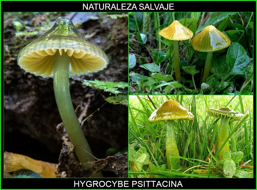 Hygrocybe psittacina, higróforo verde, seta loro, ezko berdeska hongos, plantas, naturaleza salvaje 4.