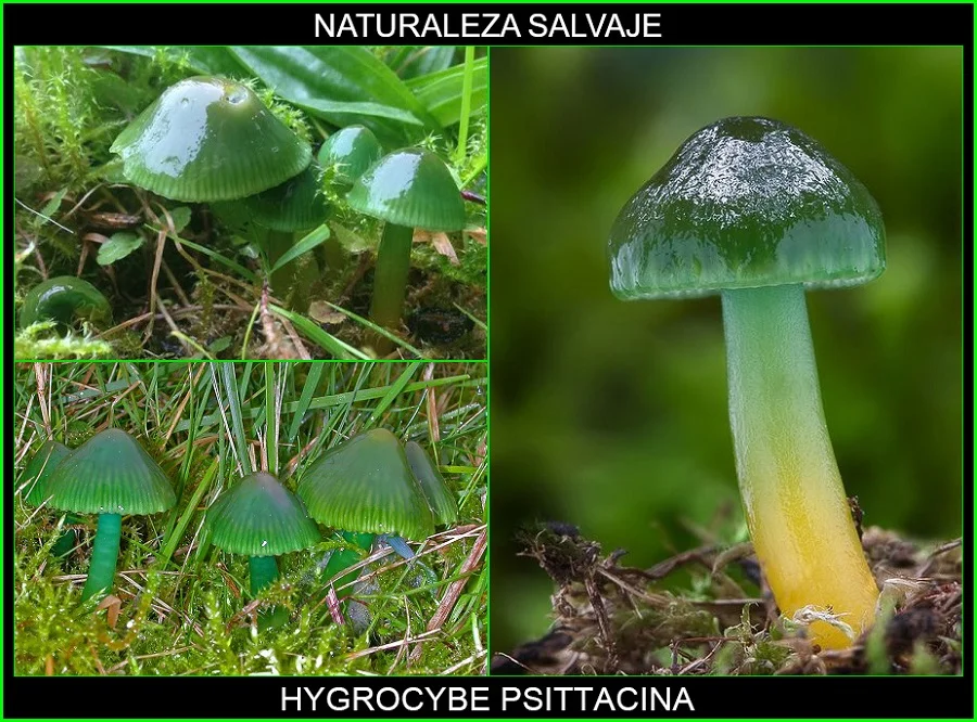 Hygrocybe psittacina, higróforo verde, seta loro, ezko berdeska hongos, plantas, naturaleza salvaje 5.