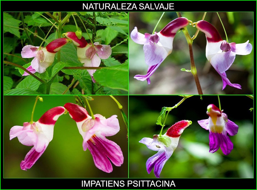 Impatiens psittacina, Flor Perico, Flor Loro, Parrot Flower, plantas, flores más bellas del mundo, naturaleza salvaje 1.