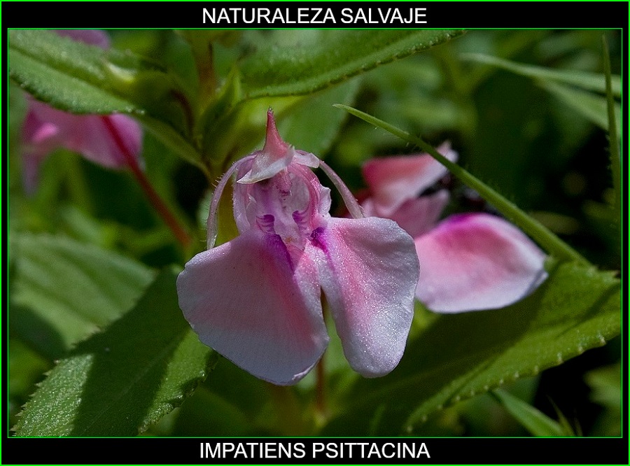 Impatiens psittacina, Flor Perico, Flor Loro, Parrot Flower, plantas, flores más bellas del mundo, naturaleza salvaje 2