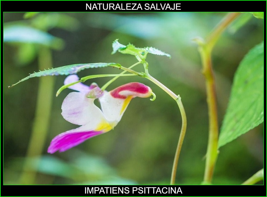 Impatiens psittacina, Flor Perico, Flor Loro, Parrot Flower, plantas, flores más bellas del mundo, naturaleza salvaje 3