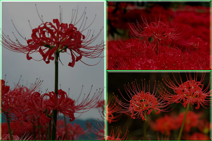 Lirio araña roja, Lycoris radiata, flor del infierno, amarilidáceas, naturaleza salvaje 1