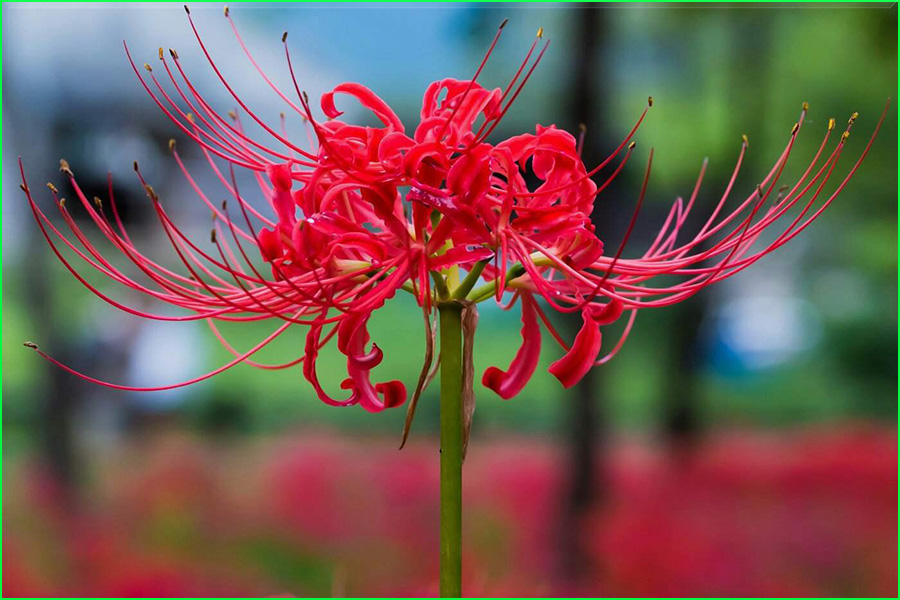 Lirio araña roja, Lycoris radiata, flor del infierno, amarilidáceas, naturaleza salvaje 2