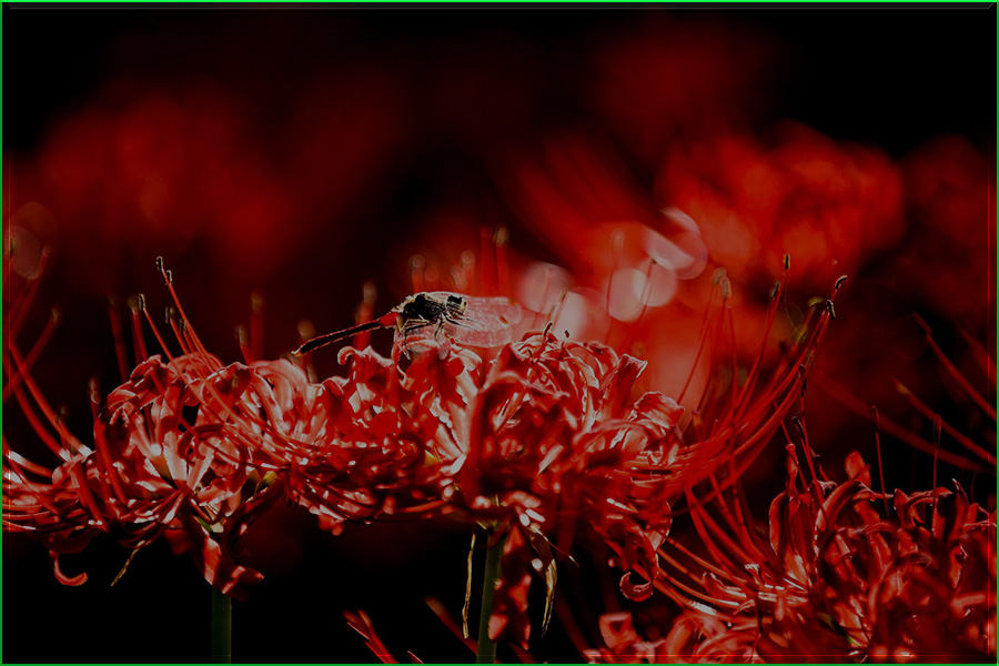 Lirio araña roja, Lycoris radiata, flor del infierno, amarilidáceas, naturaleza salvaje 4