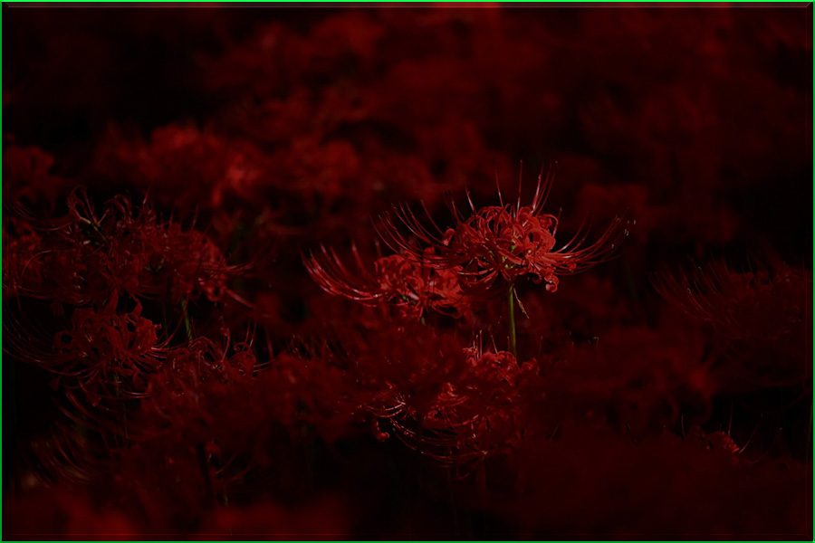Lirio araña roja, Lycoris radiata, flor del infierno, amarilidáceas, naturaleza salvaje 5