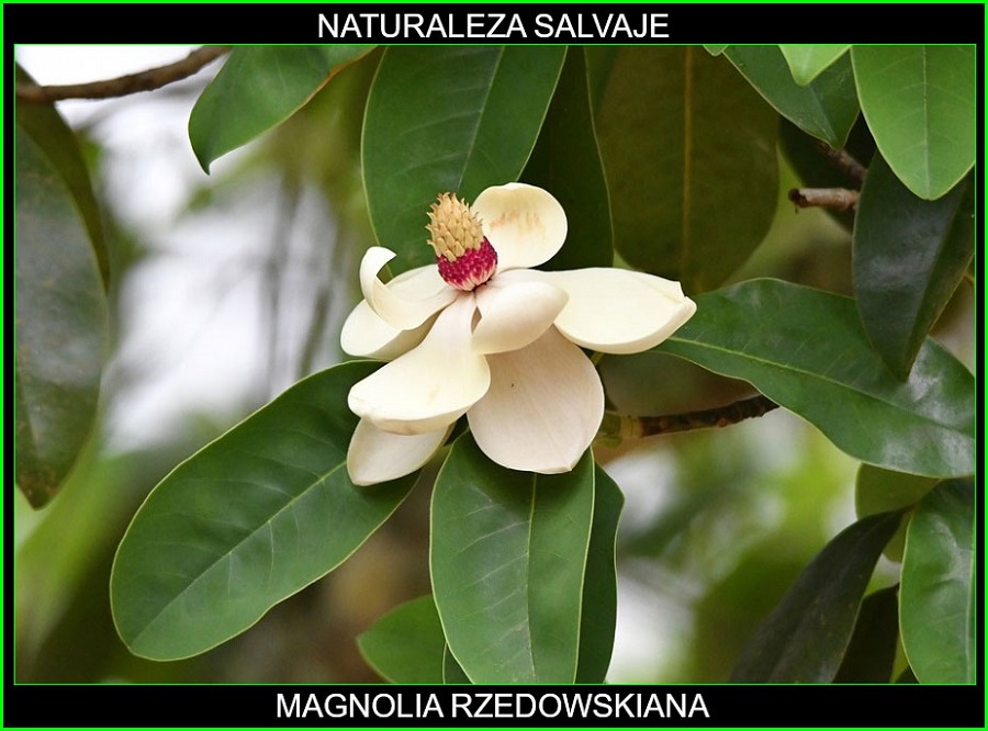 Especie de árbol magnolia rzedowskiana, perteneciente al género magnolia, de la familia Magnoliaceae, hábitat natural México, continente americano, especie subtropical con flores blancas de gran tamaño. 1.