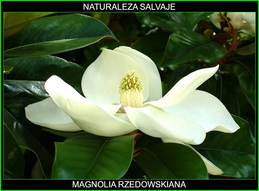 Especie de árbol magnolia rzedowskiana, perteneciente al género magnolia, de la familia Magnoliaceae, hábitat natural México, continente americano, especie subtropical con flores blancas de gran tamaño. 3.