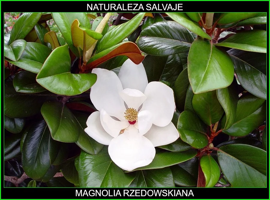 Especie de árbol magnolia rzedowskiana, perteneciente al género magnolia, de la familia Magnoliaceae, hábitat natural México, continente americano, especie subtropical con flores blancas de gran tamaño. 4.